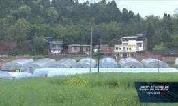 德阳爆料王最新信息,揭秘XX事件背后真相！